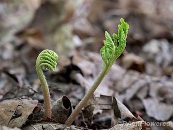 Emerging frond and sporophore